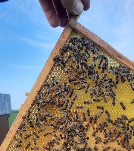 Bild Bienen